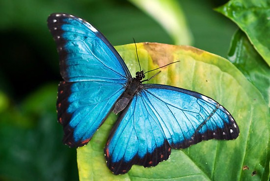 большая синяя бабочка