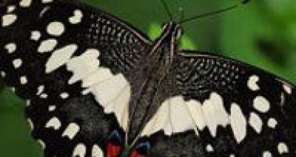 Парусник Демолей — Papilio demoleus