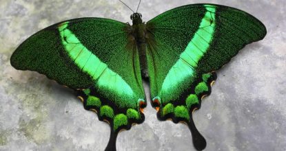 Парусник Палинур — Papilio palinurus