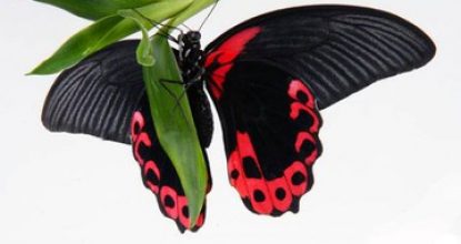 Парусник Румянцева — Papilio rumanzovia