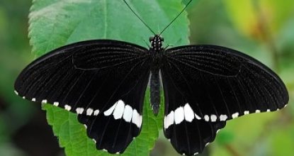 Парусник Полит — Papilio polytes
