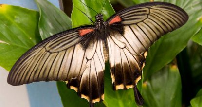 Парусник Ловии — Papilio Lowii